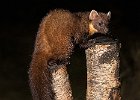 Pine Marten - John Scholey (Open).jpg